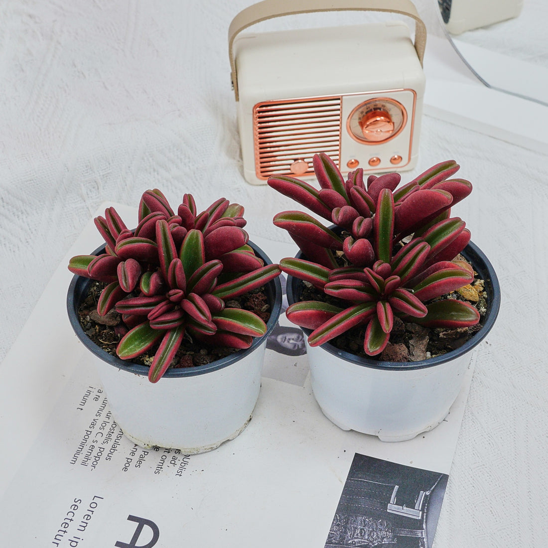4'' Peperomia Graveolens, Rare Live Succulent Plants