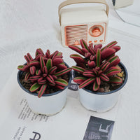 4'' Peperomia Graveolens, Rare Live Succulent Plants