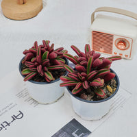4'' Peperomia Graveolens, Rare Live Succulent Plants