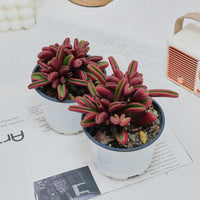 4'' Peperomia Graveolens, Rare Live Succulent Plants