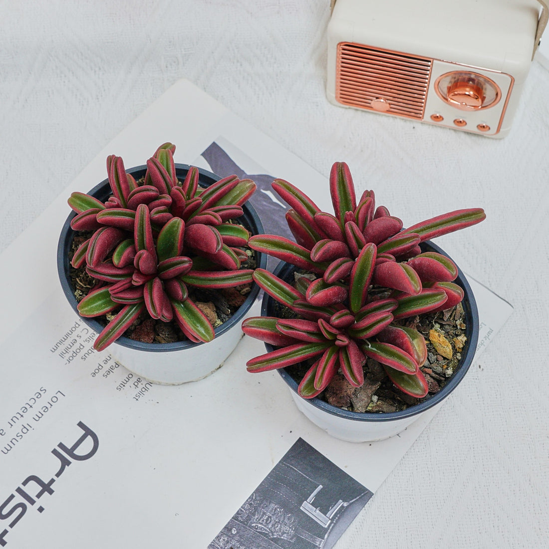 4'' Peperomia Graveolens, Rare Live Succulent Plants