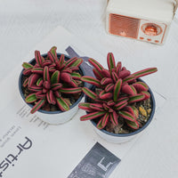 4'' Peperomia Graveolens, Rare Live Succulent Plants