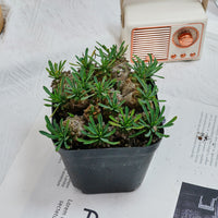 5'' Euphorbia Inermis Mill, Rare Live Succulent Plants