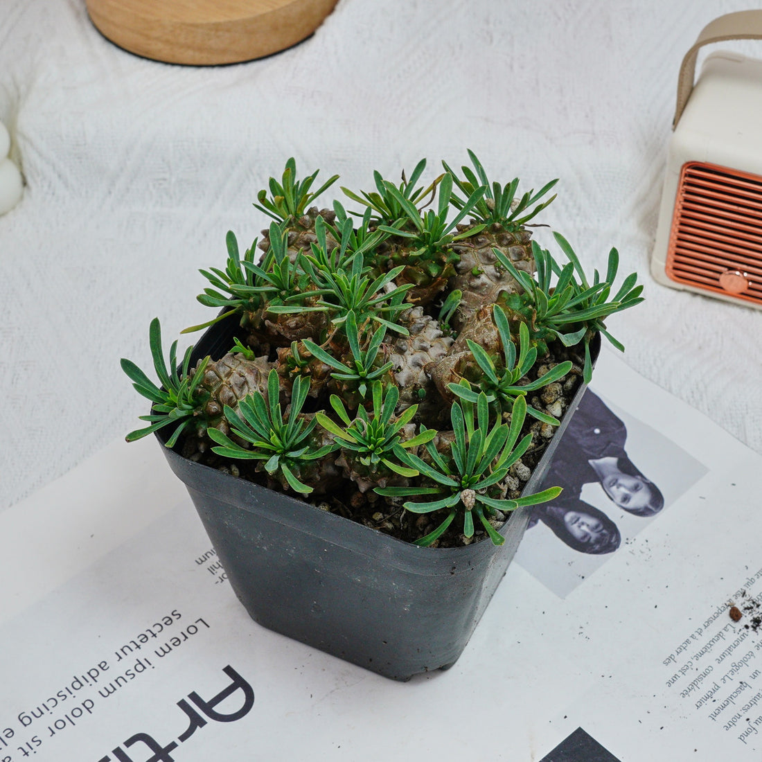 5'' Euphorbia Inermis Mill, Rare Live Succulent Plants