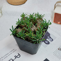 5'' Euphorbia Inermis Mill, Rare Live Succulent Plants