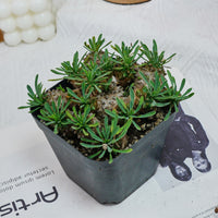 5'' Euphorbia Inermis Mill, Rare Live Succulent Plants