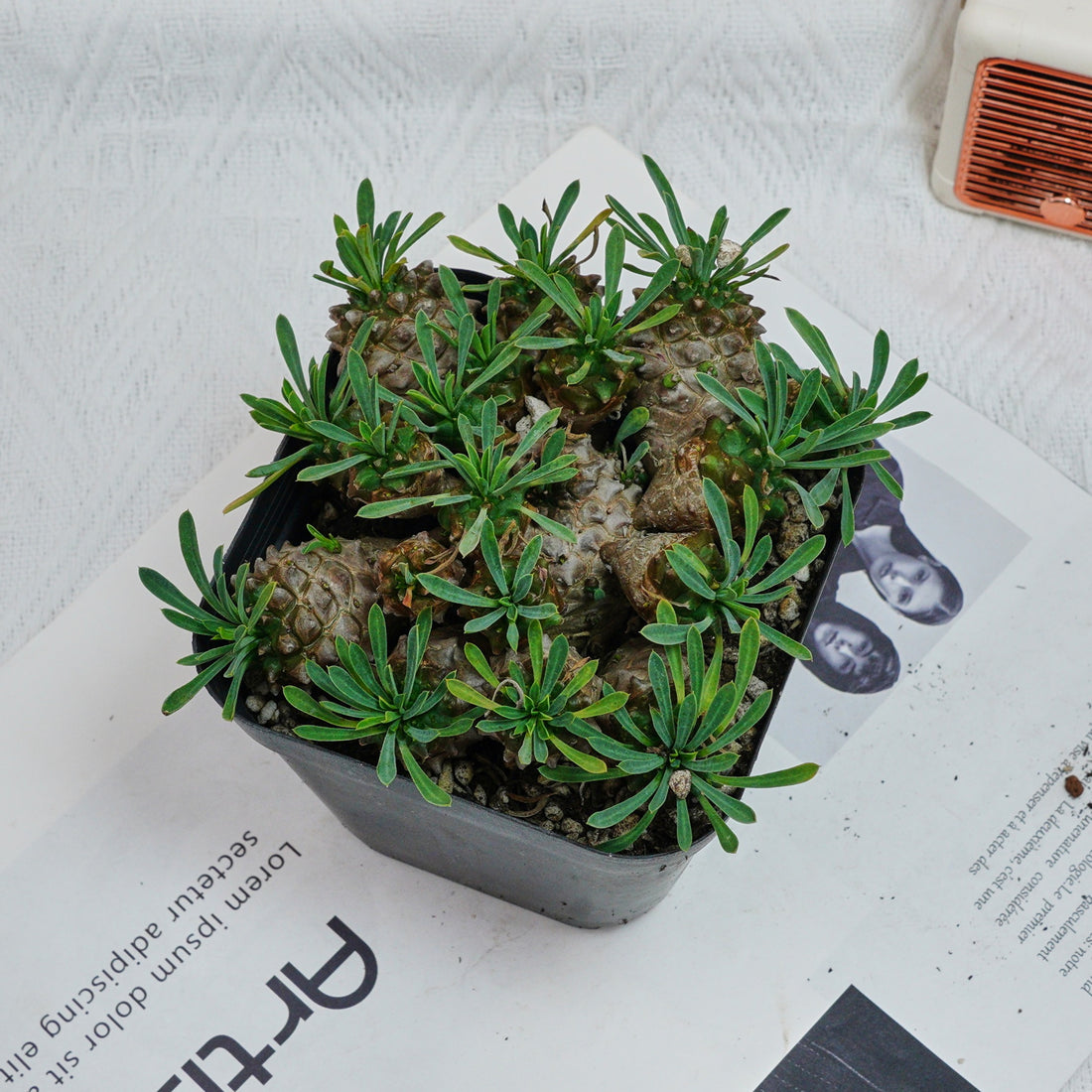 5'' Euphorbia Inermis Mill, Rare Live Succulent Plants