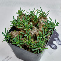 5'' Euphorbia Inermis Mill, Rare Live Succulent Plants