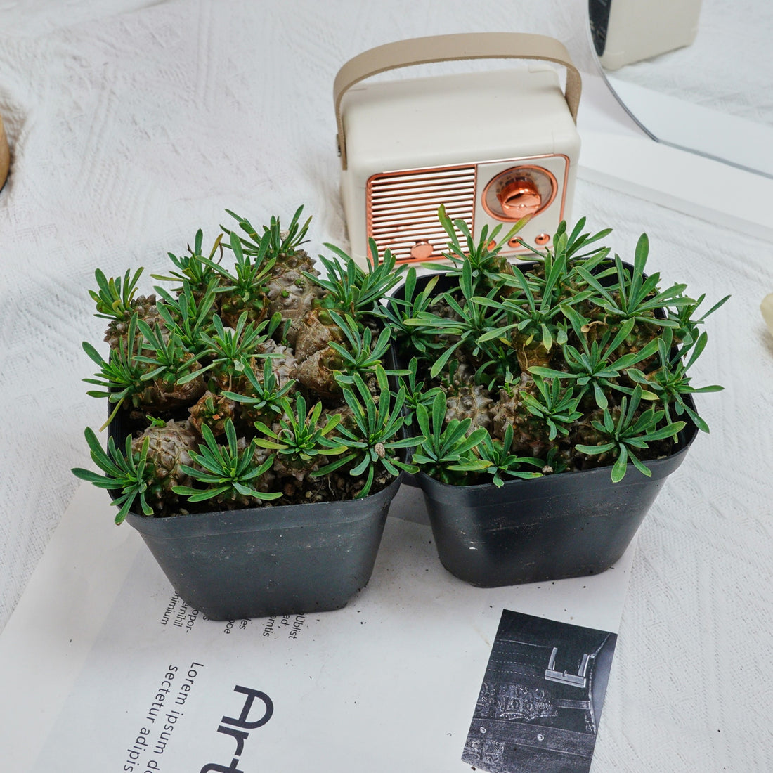 5'' Euphorbia Inermis Mill, Rare Live Succulent Plants