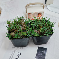 5'' Euphorbia Inermis Mill, Rare Live Succulent Plants