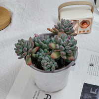 5'' Pachyphytum Apple, Rare Live Succulent Plants