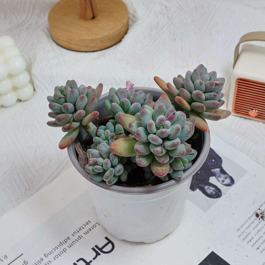 5'' Pachyphytum Apple, Rare Live Succulent Plants