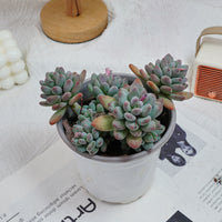5'' Pachyphytum Apple, Rare Live Succulent Plants