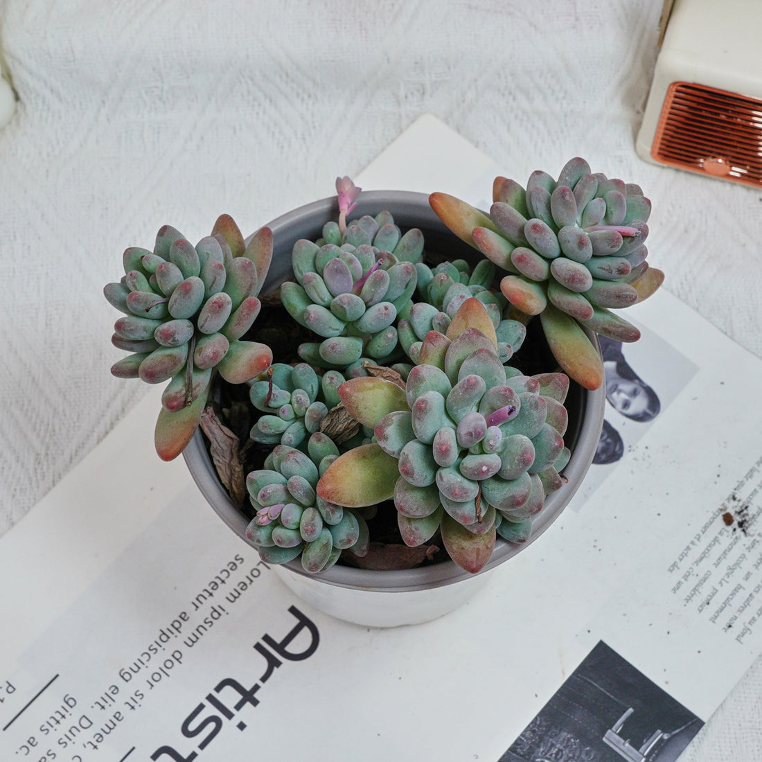 5'' Pachyphytum Apple, Rare Live Succulent Plants