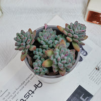 5'' Pachyphytum Apple, Rare Live Succulent Plants