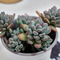 5'' Pachyphytum Apple, Rare Live Succulent Plants