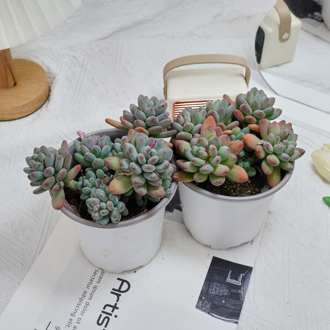 5'' Pachyphytum Apple, Rare Live Succulent Plants