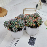 5'' Pachyphytum Apple, Rare Live Succulent Plants