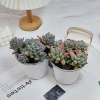5'' Pachyphytum Apple, Rare Live Succulent Plants