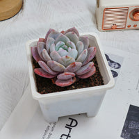 5'' Echeveria Milk Cap, Rare Live Succulent Plants