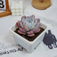 5'' Echeveria Milk Cap, Rare Live Succulent Plants