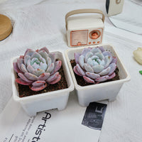 5'' Echeveria Milk Cap, Rare Live Succulent Plants
