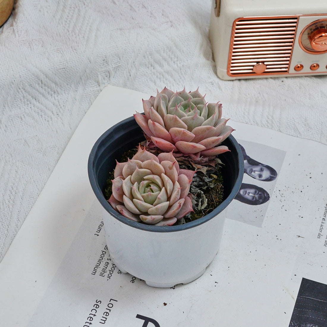 4'' Echeveria Deresina, Rare Live Succulent Plants