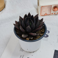 5'' Echeveria Black Knight, Rare Live Succulent Plants