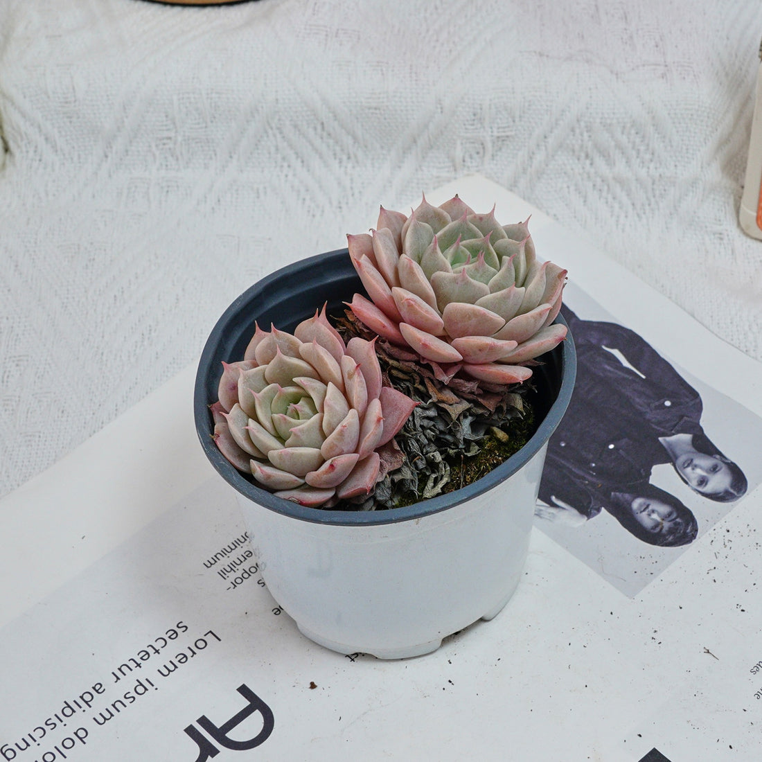 4'' Echeveria Deresina, Rare Live Succulent Plants