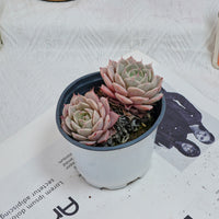4'' Echeveria Deresina, Rare Live Succulent Plants