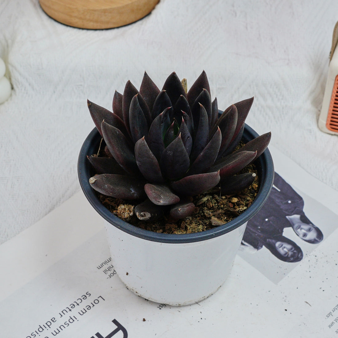 5'' Echeveria Black Knight, Rare Live Succulent Plants