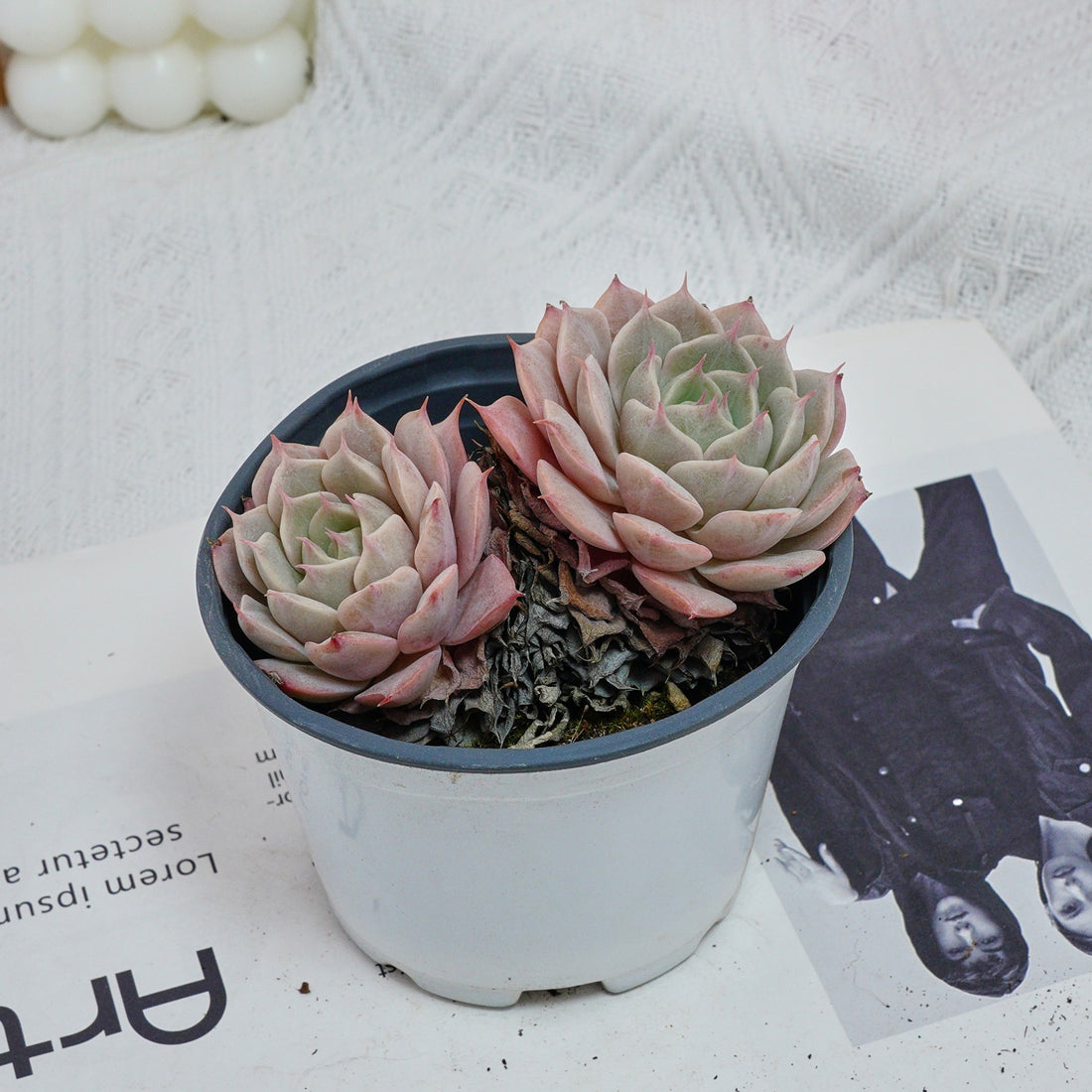 4'' Echeveria Deresina, Rare Live Succulent Plants