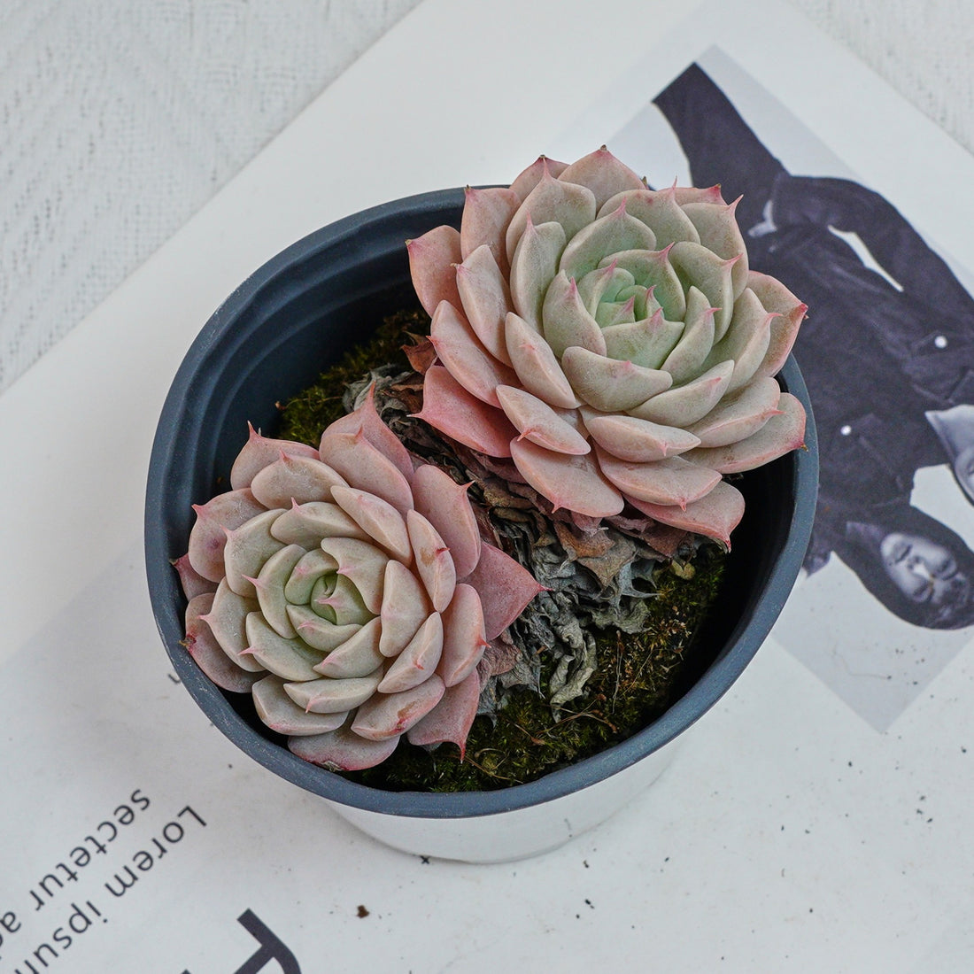 4'' Echeveria Deresina, Rare Live Succulent Plants