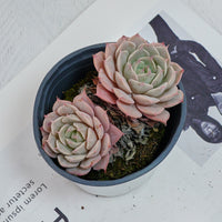 4'' Echeveria Deresina, Rare Live Succulent Plants