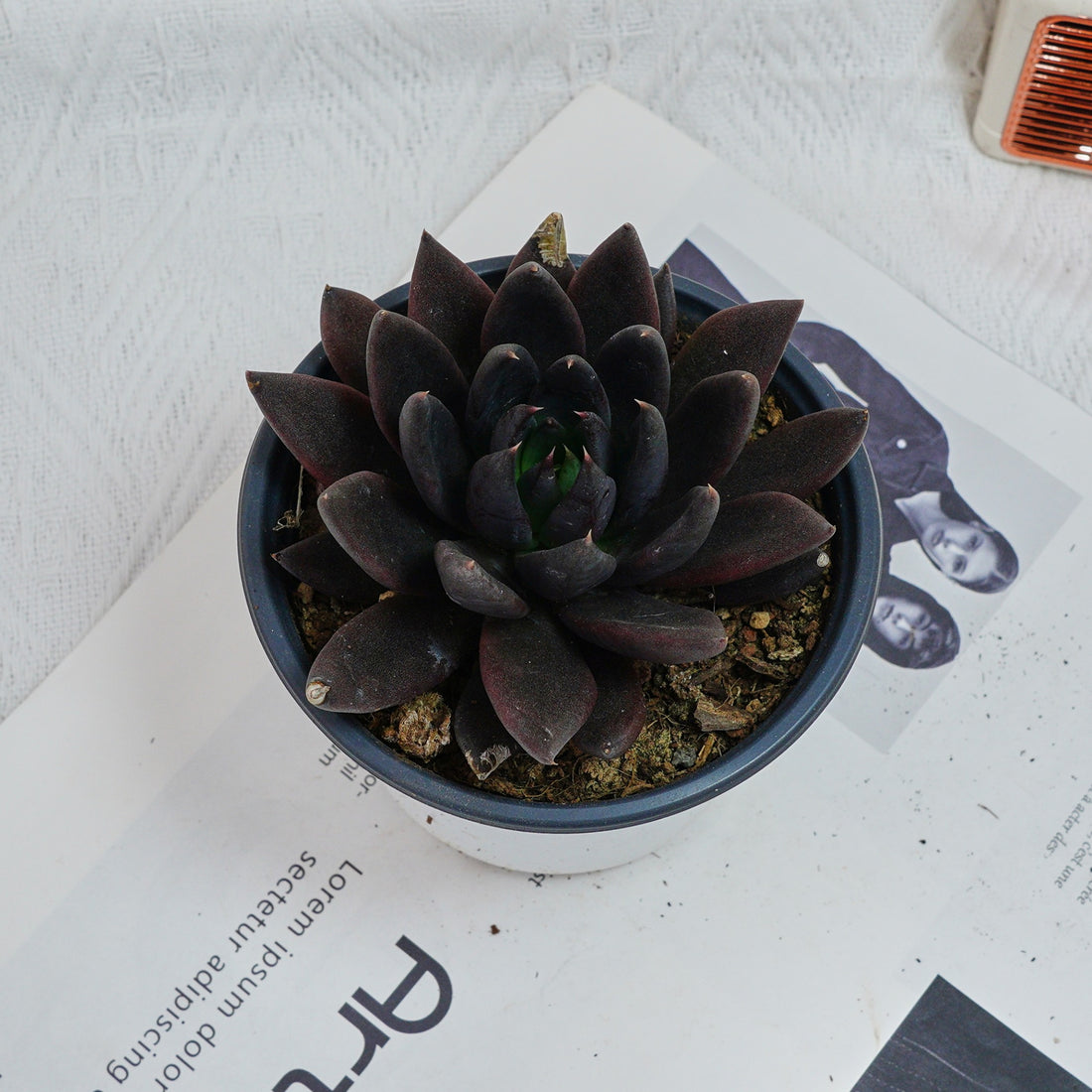 5'' Echeveria Black Knight, Rare Live Succulent Plants