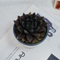 5'' Echeveria Black Knight, Rare Live Succulent Plants