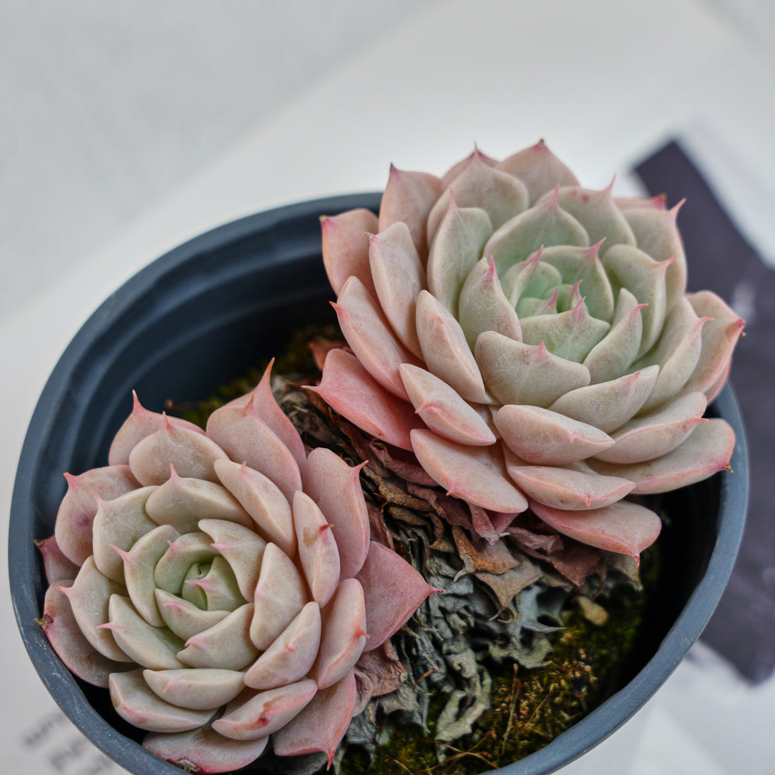 4'' Echeveria Deresina, Rare Live Succulent Plants