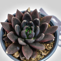 5'' Echeveria Black Knight, Rare Live Succulent Plants
