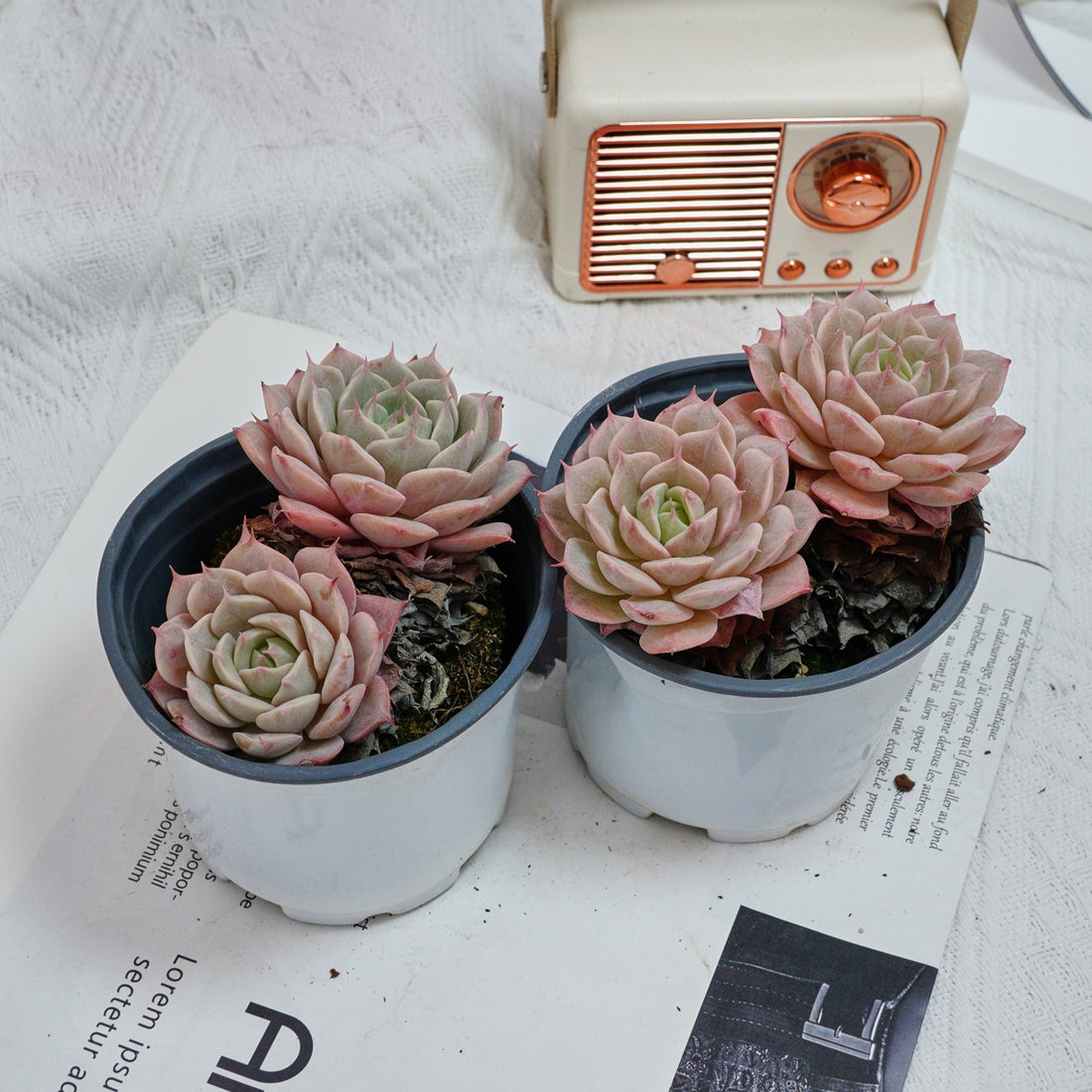 4'' Echeveria Deresina, Rare Live Succulent Plants