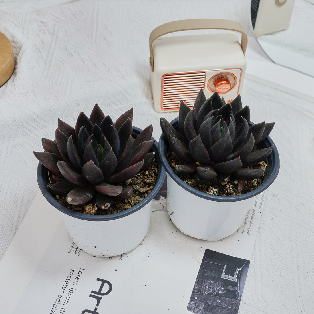 5'' Echeveria Black Knight, Rare Live Succulent Plants