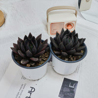 5'' Echeveria Black Knight, Rare Live Succulent Plants