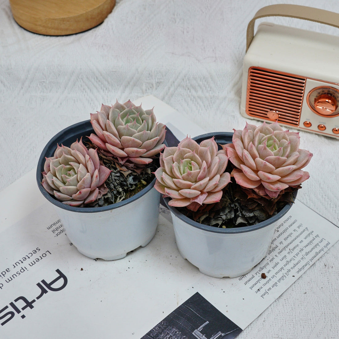 4'' Echeveria Deresina, Rare Live Succulent Plants