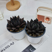 5'' Echeveria Black Knight, Rare Live Succulent Plants
