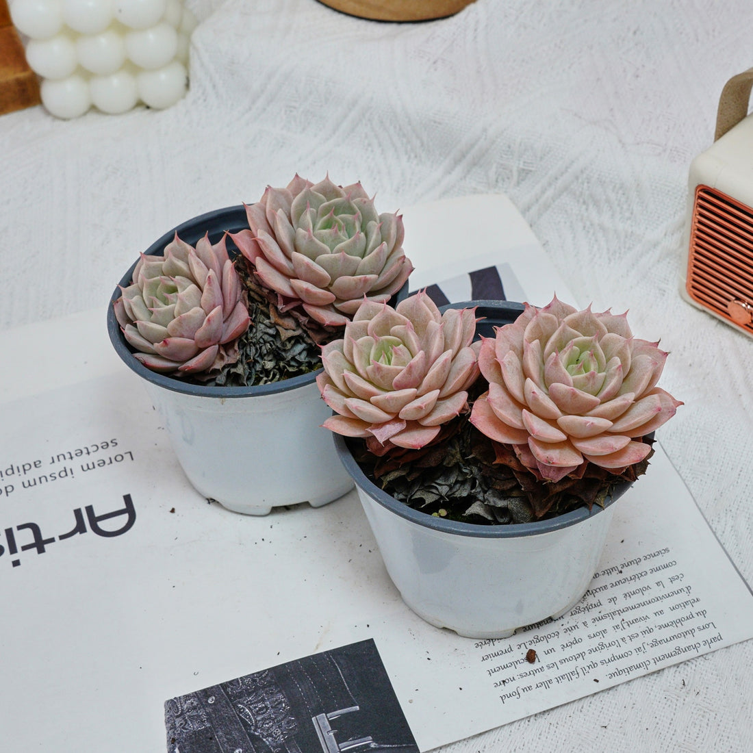 4'' Echeveria Deresina, Rare Live Succulent Plants