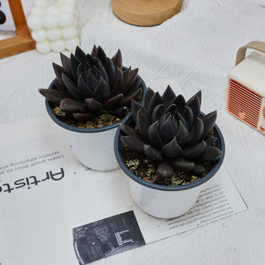 5'' Echeveria Black Knight, Rare Live Succulent Plants