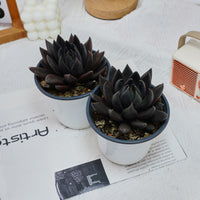 5'' Echeveria Black Knight, Rare Live Succulent Plants