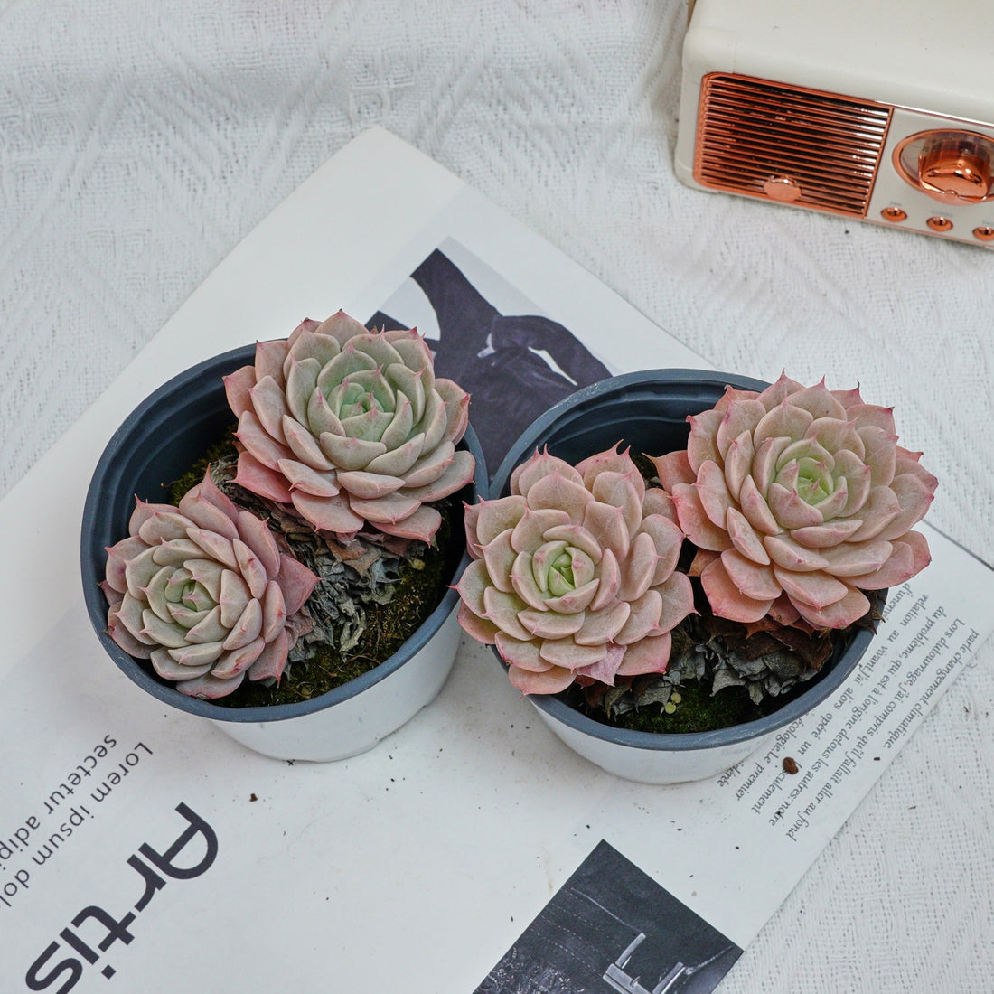 4'' Echeveria Deresina, Rare Live Succulent Plants