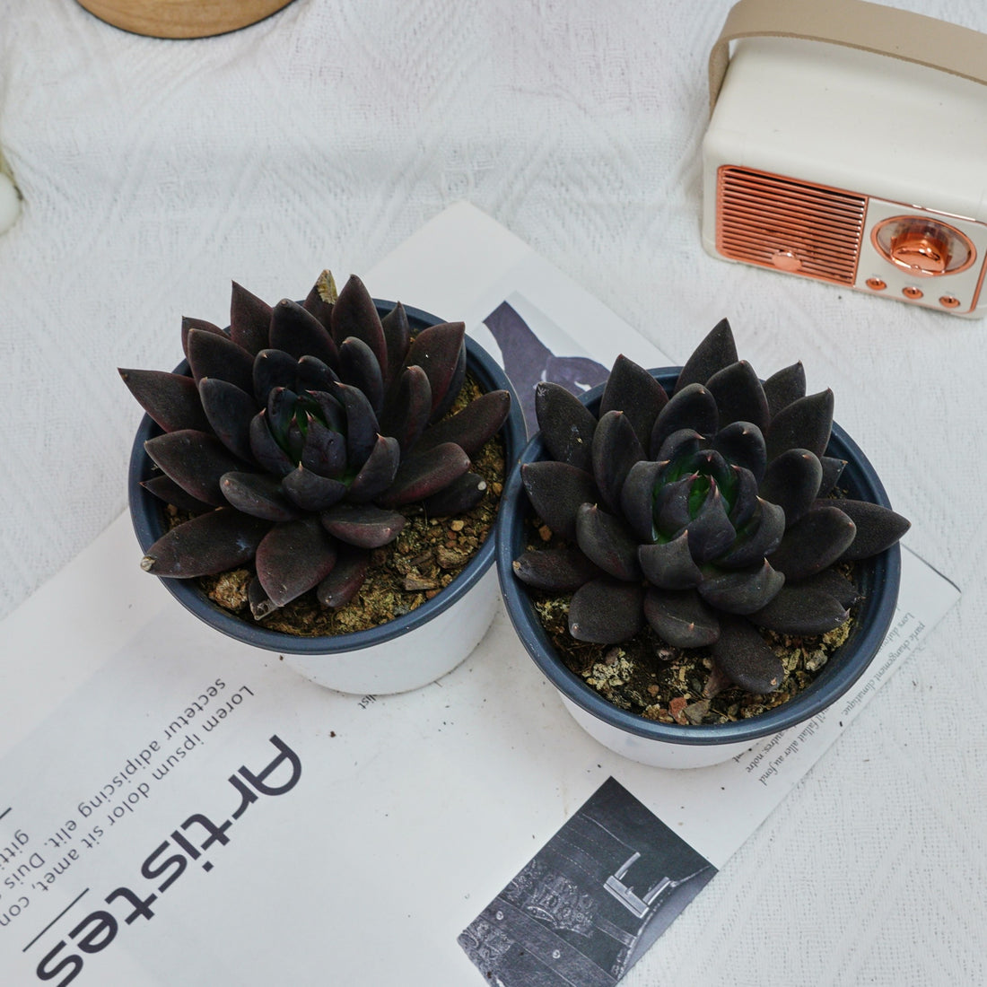 5'' Echeveria Black Knight, Rare Live Succulent Plants