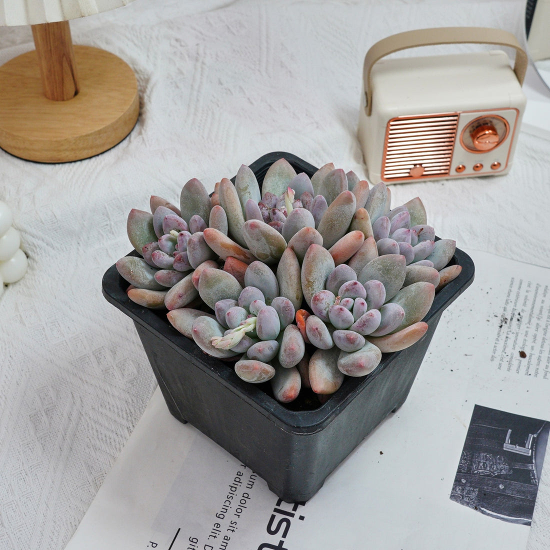 6'' Pachyveria Frevel, Rare Live Succulent Plants