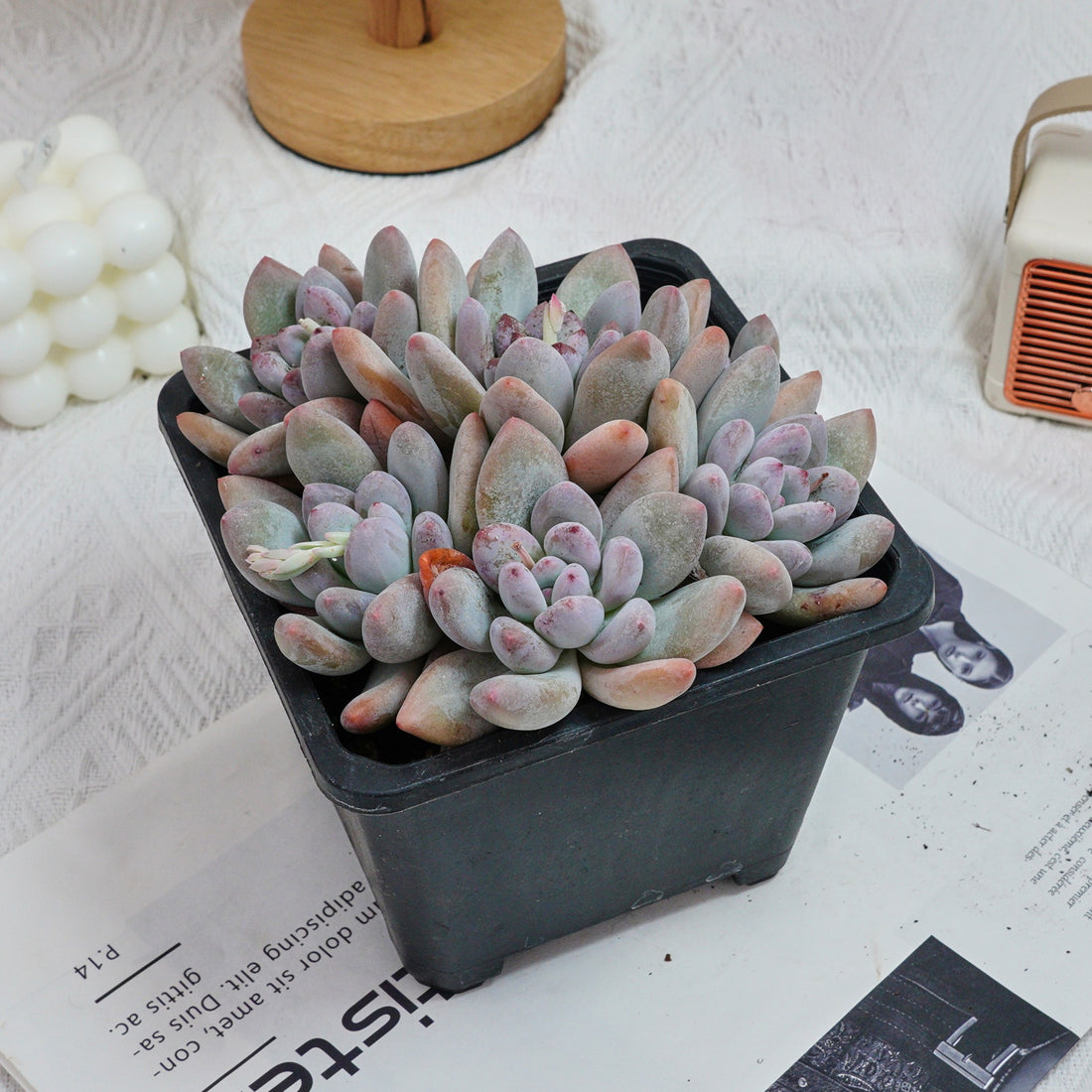 6'' Pachyveria Frevel, Rare Live Succulent Plants